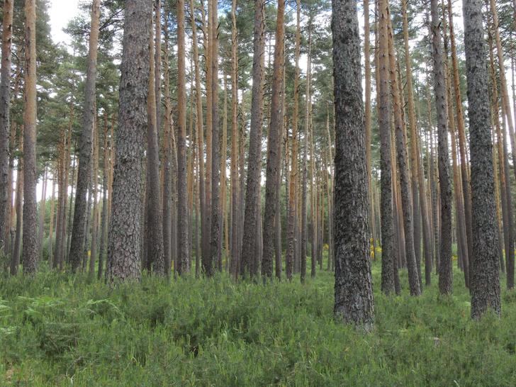 Los bosques ibéricos se están volviendo más sensibles al cambio climático