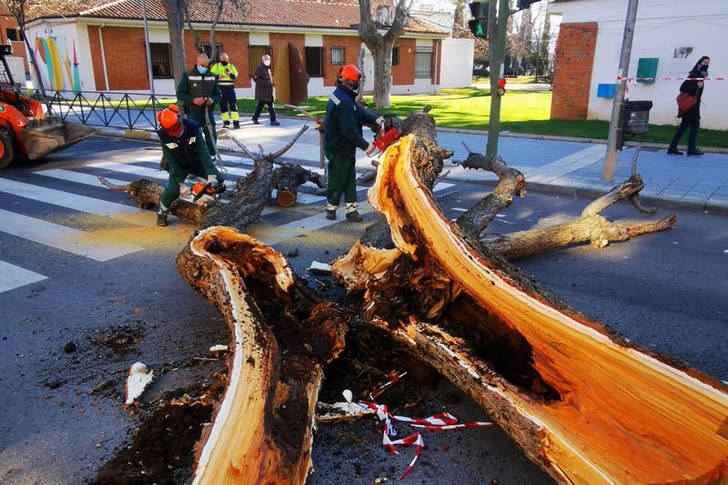 El Ayuntamiento de Azuqueca acomete la poda de los árboles con daños irreparables por la borrasca Filomena