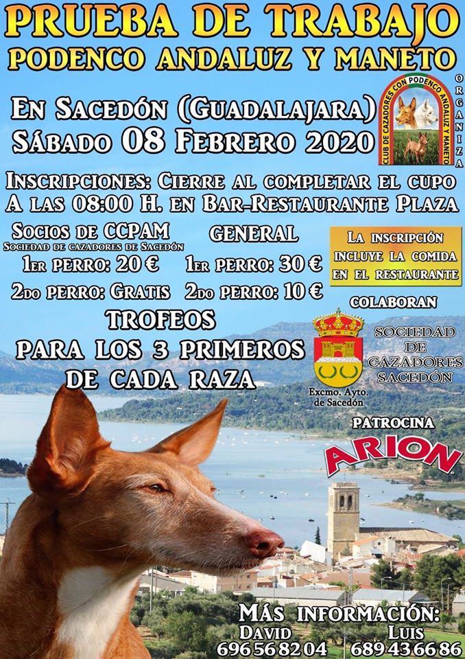 Exhibición de podencos andaluces y manetos en Sacedón, este sábado