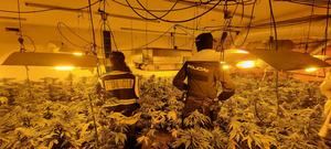 La Policía Nacional de Guadalajara interviene 1.261 plantas de marihuana, 8,2 kilos de cogollos y 122 gramos de hachís gracias a la colaboración ciudadana