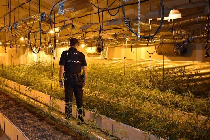 Agentes de la Policía Nacional de Guadalajara desmantela un cultivo indoor con 2.805 plantas de marihuana