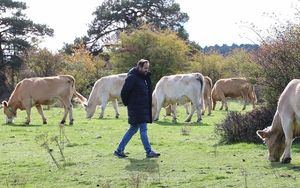 El PP reclamará en las Cortes soluciones ante los problemas que el lobo está causando en la Sierra Norte de Guadalajara