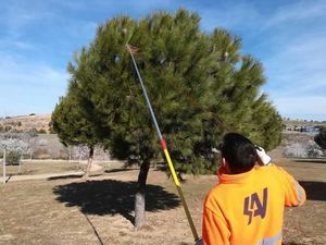 La Concejalía de Medio Ambiente de Guadalajara refuerza las actuaciones contra la procesionaria del pino