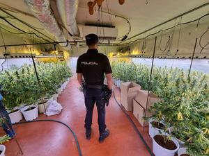 La Policía Nacional desmantela una nueva plantación “indoor” de marihuana en una nave industrial de Fontanar 