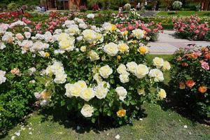 Una rosa francesa de la variedad h&#237;brido de t&#233;, ganadora de la 67&#170; edici&#243;n del Concurso Internacional Rosas Nuevas Villa de Madrid