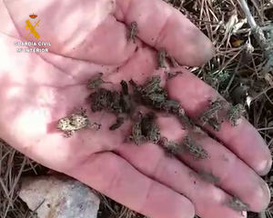 La Guardia Civil de Guadalajara libera al espacio natural un centenar de ejemplares metamórficos de sapo corredor (Bufo calamita)