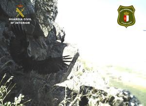 La Guardia Civil de Ciudad Real ha investigado a una persona al poner en peligro una cría de águila real catalogada como especie protegida