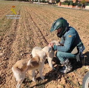 El SEPRONA denuncia m&#225;s de 100 infracciones en Guadalajara relacionadas con el bienestar animal y la protecci&#243;n de los animales dom&#233;sticos