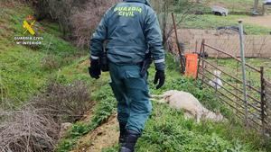 Investigado en Guadalajara el propietario de una explotaci&#243;n ganadera con multitud de animales muertos por falta de cuidado