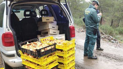La Guardia Civil incauta 400 kilos de setas ilegales en Cogolludo y Valdesotos