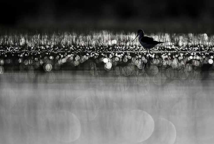 La feria ornitológica más prestigiosa del Mediterráneo premia a un fotógrafo naturalista de Valdeluz