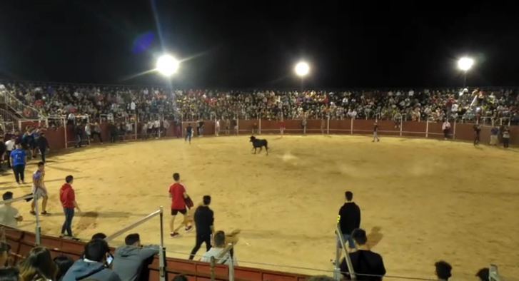 Lleno total para la suelta nocturna de vaquillas en la Plaza de Toros de Cabanillas