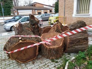 El PP exige explicaciones por la tala indiscriminada de árboles protegidos en el centro de Azuqueca