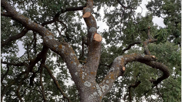 El patrimonio natural de Guadalajara atacado por la insensatez del Ministerio de Fomento