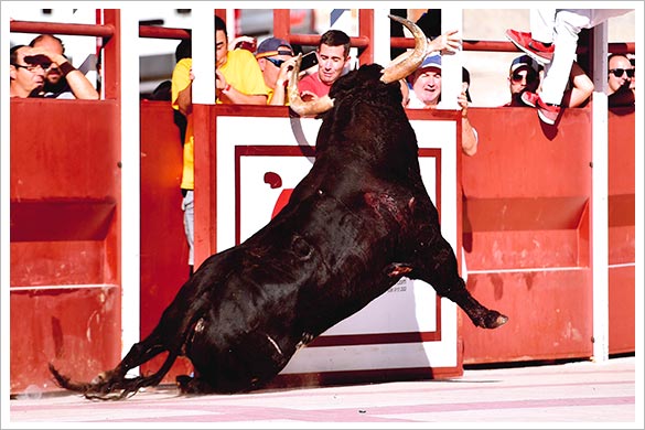 Apretando la manada, vencedora del 14º Concurso de Fotografía de ToroAlcarria