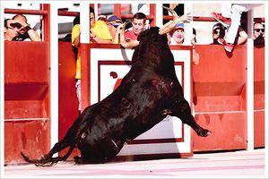 Apretando la manada, vencedora del 14º Concurso de Fotografía de ToroAlcarria