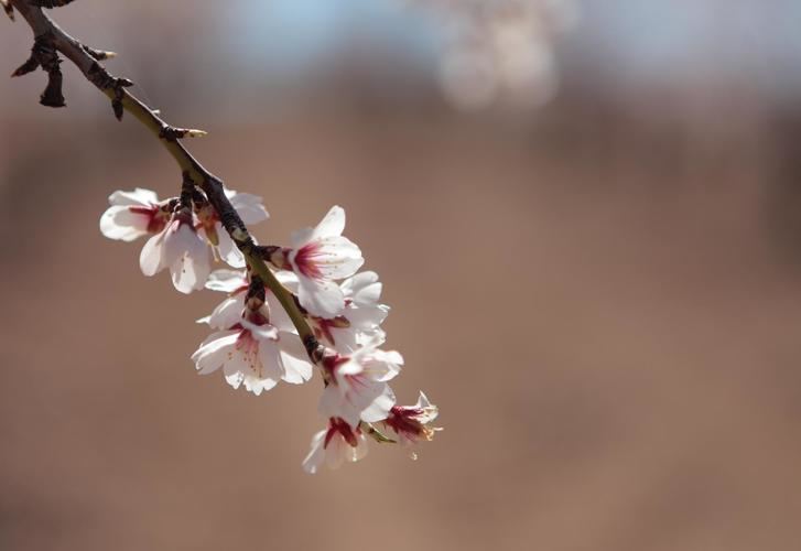 La semana empieza con ambiente primaveral y más de 20ºC pero el miércoles vuelve el invierno con frío, lluvia y nieve