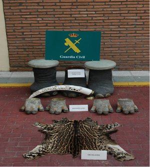 La Guardia Civil ha incautado una piel de ocelote en la ciudad de Toledo