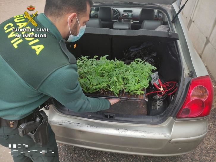 La Guardia Civil investiga a una persona en Trijueque por cultivo de marihuana
