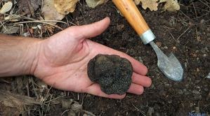 Los truficultores de la región se agrupan para dar transparencia y promoción al sector de la trufa