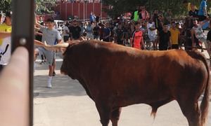 Dos barriopedros y el peñajara dieron un entretenido último encierro de Fiestas de Cabanillas