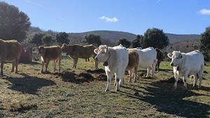 APAG apuesta por las nuevas tecnologías en el manejo del ganado extensivo