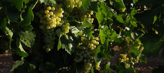 Los viticultores manchegos perderían 950 euros por hectárea en la presente vendimia