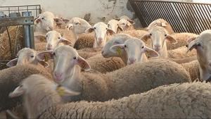 Detectan un foco de viruela ovina en una explotaci&#243;n de ovino y caprino en Cuenca
