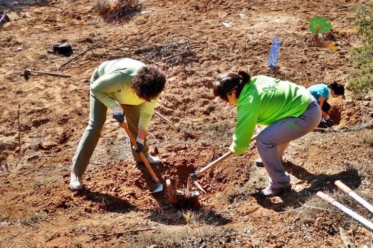 Este domingo, los voluntarios continuarán ganándole la batalla al ailanto en el bosque de Valdenazar