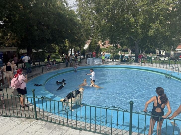 Acuadog cierra la temporada de piscina en San Roque con diversión canina