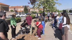 Alovera vuelve a unir los nacimientos con la plantación masiva de árboles en el municipio
