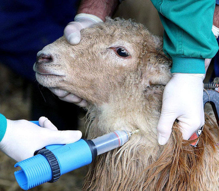 ASAJA CLM pide más ayudas y más vacunas para hacer frente a la lengua azul