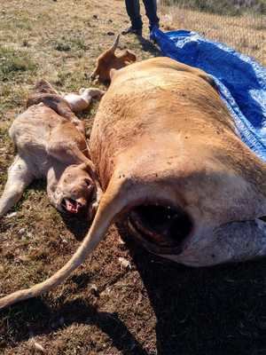 ASAJA demanda a la Junta una mejor gestión de los muladares para evitar el ataque de los buitres al ganado de Guadalajara