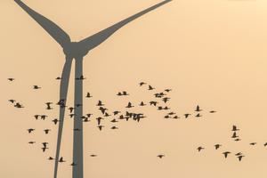 SEO/BirdLife alerta de que especies amenazadas y espacios protegidos de Guadalajara peligran por tres parques eólicos