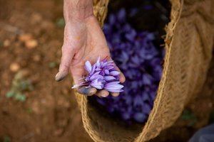 La DOP Azafrán de La Mancha suma Valdegrudas y Marchamalo