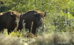 Bisontes europeos salvan los montes de Guadalajara de los incendios