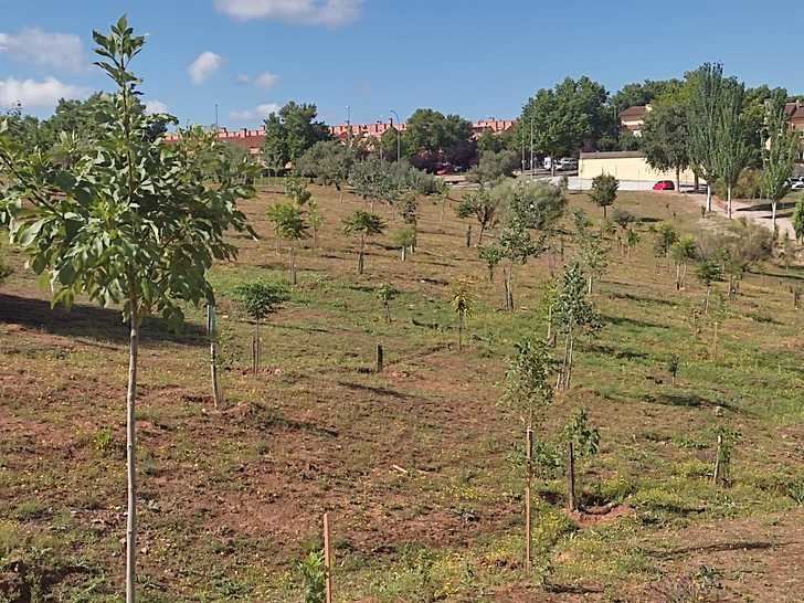 Ecologistas en Acción denuncia que El Ayuntamiento de Guadalajara quiere acabar con el Bosque Urbano de Aguas Vivas