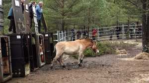 Promoción de la recuperación de especies clave con la llegada de los caballos salvajes de Przewalski a la finca La Campana de Checa