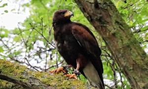 Cabanillas del Campo refuerza su lucha contra las palomas torcaces