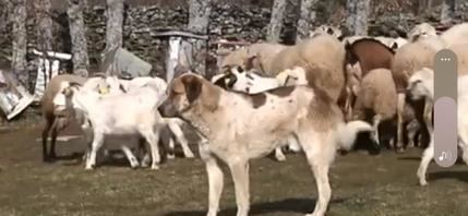 SOS para las cabras bombero de Prádena de Atienza