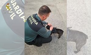 Investigadas varias personas por el SEPRONA de la Guardia Civil de Ciudad Real dedicadas a la venta fraudulenta de cachorros de perros a través de internet