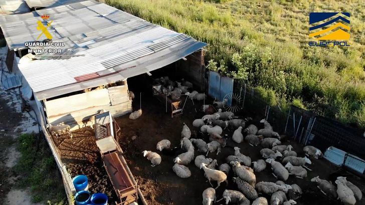 Golpe a una red que vendía a restaurantes y online carne de animales sacrificados ilegalmente