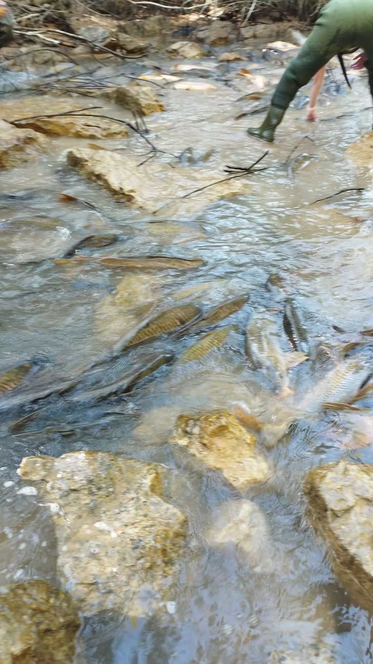 Miles de carpas condenadas a morir en el canal de Entrepeñas a Buendía: un crimen ecológico con responsables minimizado por la ayuda de operarios y voluntarios