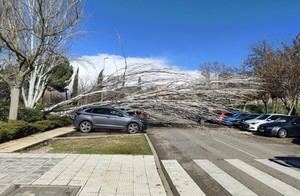 Fuertes vientos en Guadalajara causan cerca de 50 incidencias, principalmente por caídas de árboles