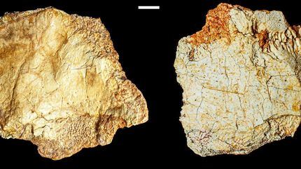Un cráneo humano de más de 200.000 años convierte a Ciudad Real en un referente para estudiar la evolución humana