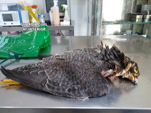 El Seprona investiga a una persona por la muerte de un halcón peregrino en Guadalajara
