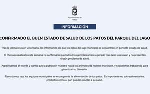 Los patos del parque del lago están en perfecto estado de salud