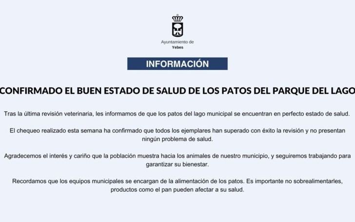 Los patos del parque del lago están en perfecto estado de salud