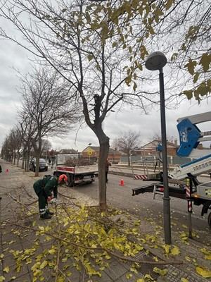 Más de 1.000 árboles serán podados en Azuqueca este curso