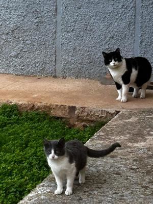 Entregadas las primeras autorizaciones provisionales de 